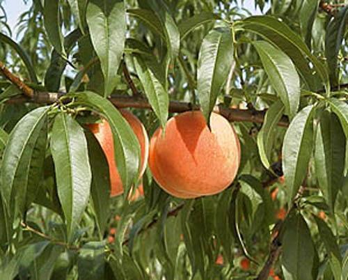 Seishokan Higashine Ngoại thất bức ảnh